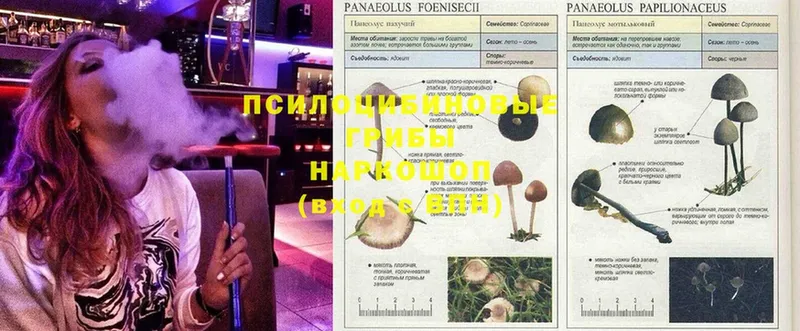 Псилоцибиновые грибы Psilocybine cubensis  даркнет сайт  блэк спрут как зайти  Апшеронск 